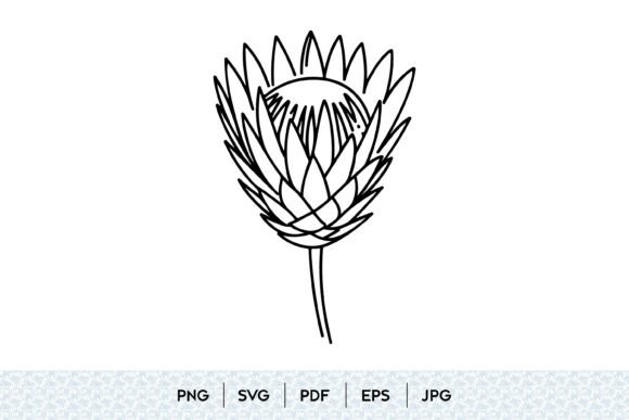 Protea Flower Line Art: Elegant Graphics for Local Brand Illustrations